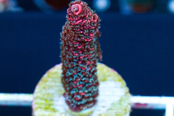Kraken зайти на сайт