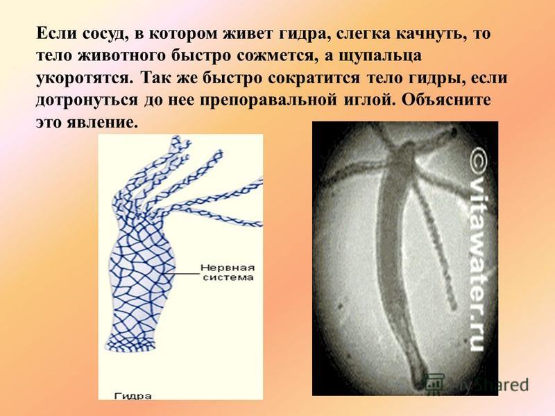 Кракен онион рабочая ссылка